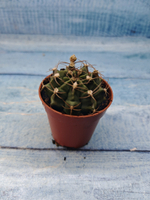 Gymnocalycium Friedrichii (Гимнокалициум)
