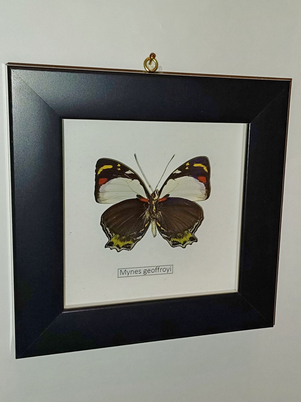 Бабочка Mynes geoffroyi в рамке