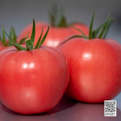 Мануза F1 семена томата индетерминантного (Rijk Zwaan / Райк Цваан)