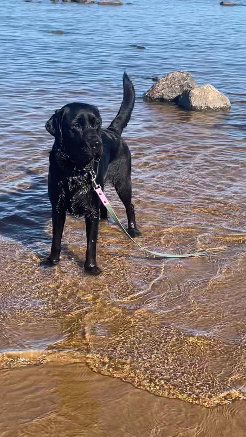 Перестёжка для собак средних и крупных пород с ручкой перехват биотан 3 м , 20 мм. Серо-зеленый с фиолетовым