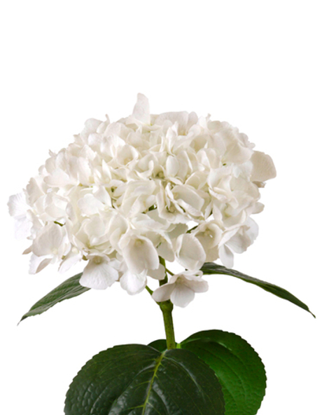 Гортензия крупнолистная на стебле - Белый