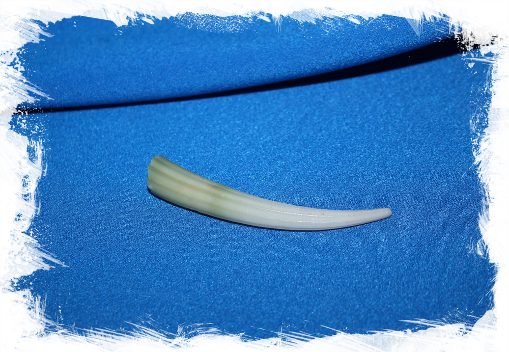 Денталиум элефантинум (Dentalium elephantinum)
