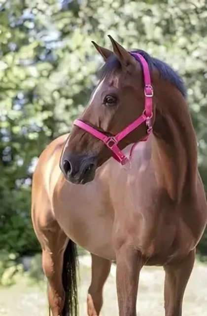 EKKIA NORTON Недоуздок нейлоновый неоновый, розовый, COB