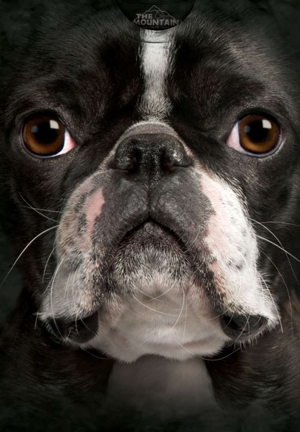 Boston Terrier Face