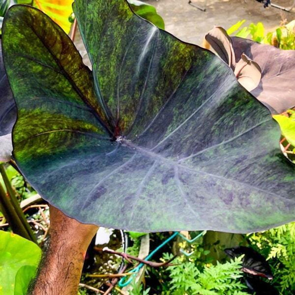 Колоказия MAGIC CUP