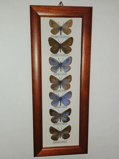 Коллекция голубянок рода Phengaris