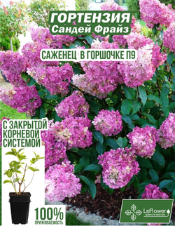 Саженец, Гортензия, Сандей Фрайз