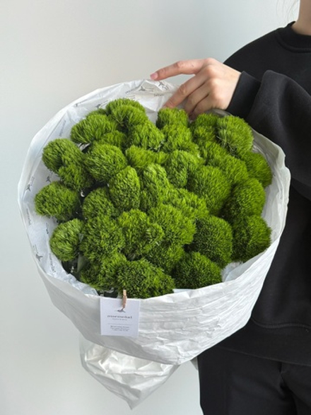 Моно букет из диантусов сорта Грин трик 35 шт