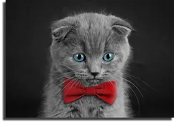 Постер "Котенок джентльмен"