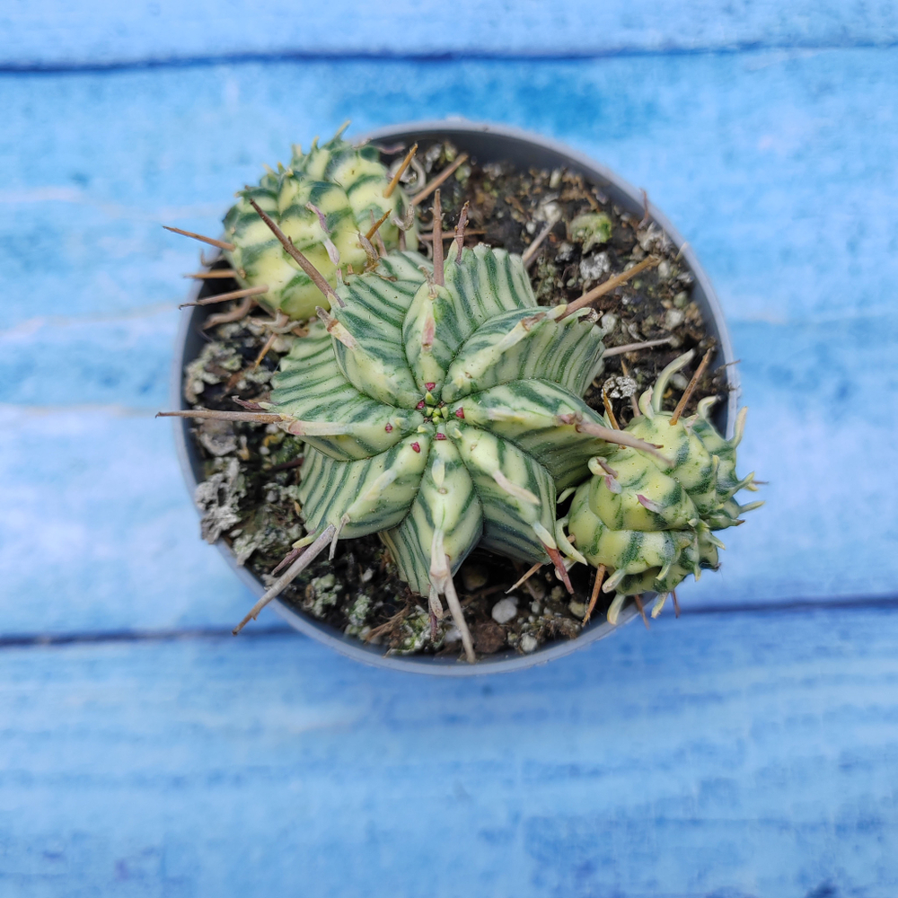Euphorbia meloformis f. Variegated (Эуфорбия вариегатная)
