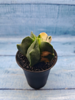 Astrophytum Myriostigma variagate (Астрофитум вариегатный)