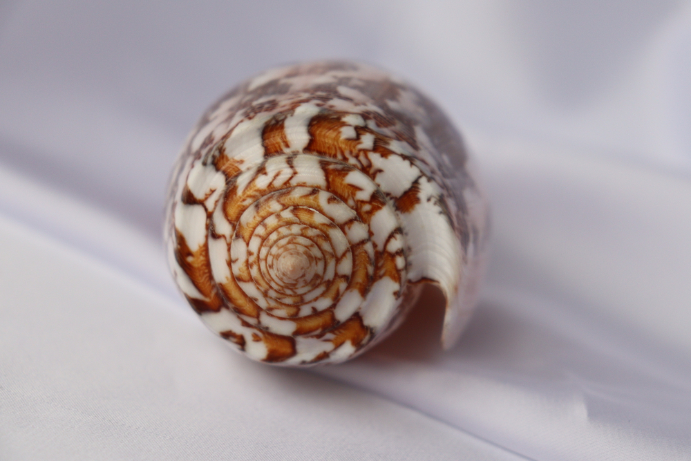 Конус Стриатус (Conus striatus), 12,5см, 1шт