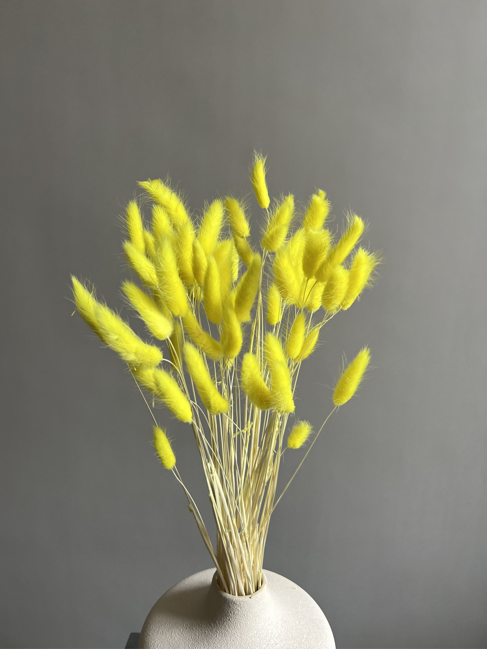 Лагурус желтый