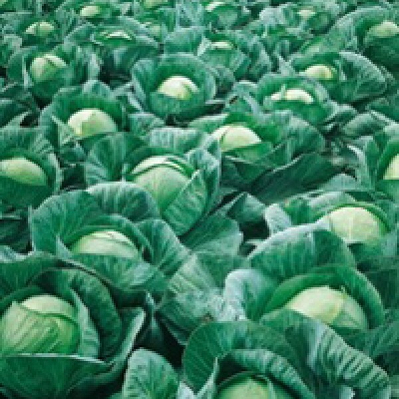 ВЕСТРИ F1 семена капусты белокочанной (Seminis | Alexagro) – фото 5