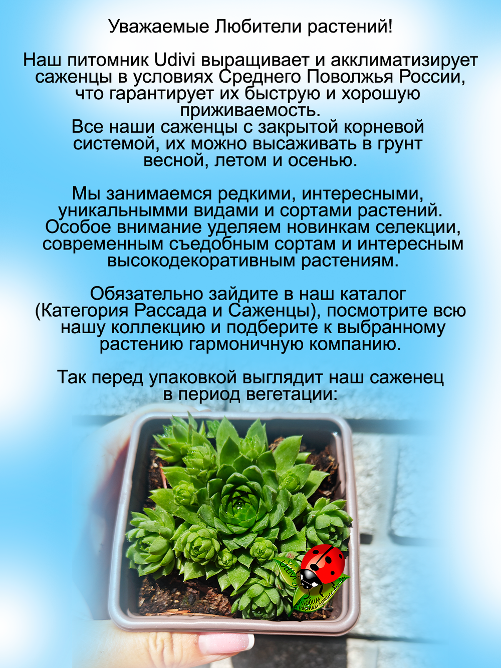 Молодило шароносное каменная роза многолетник