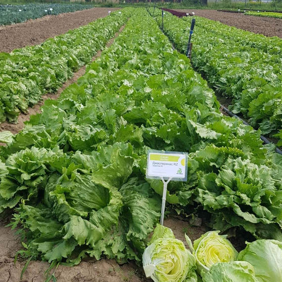 Джасперинас семена салата айсберг (Rijk Zwaan /ALEXAGRO) культура – фото 2