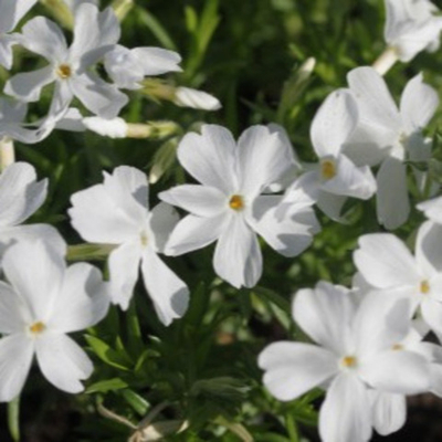 Флокс шиловидный Уайт Делайт (горшок 0,5л)