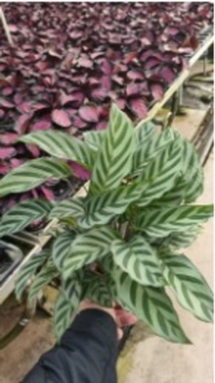 Калатея marant д.12