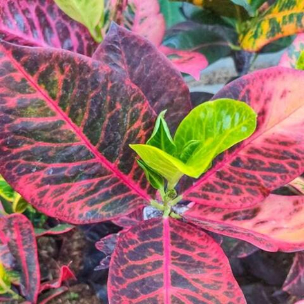 Кротон CENDRAWASIH