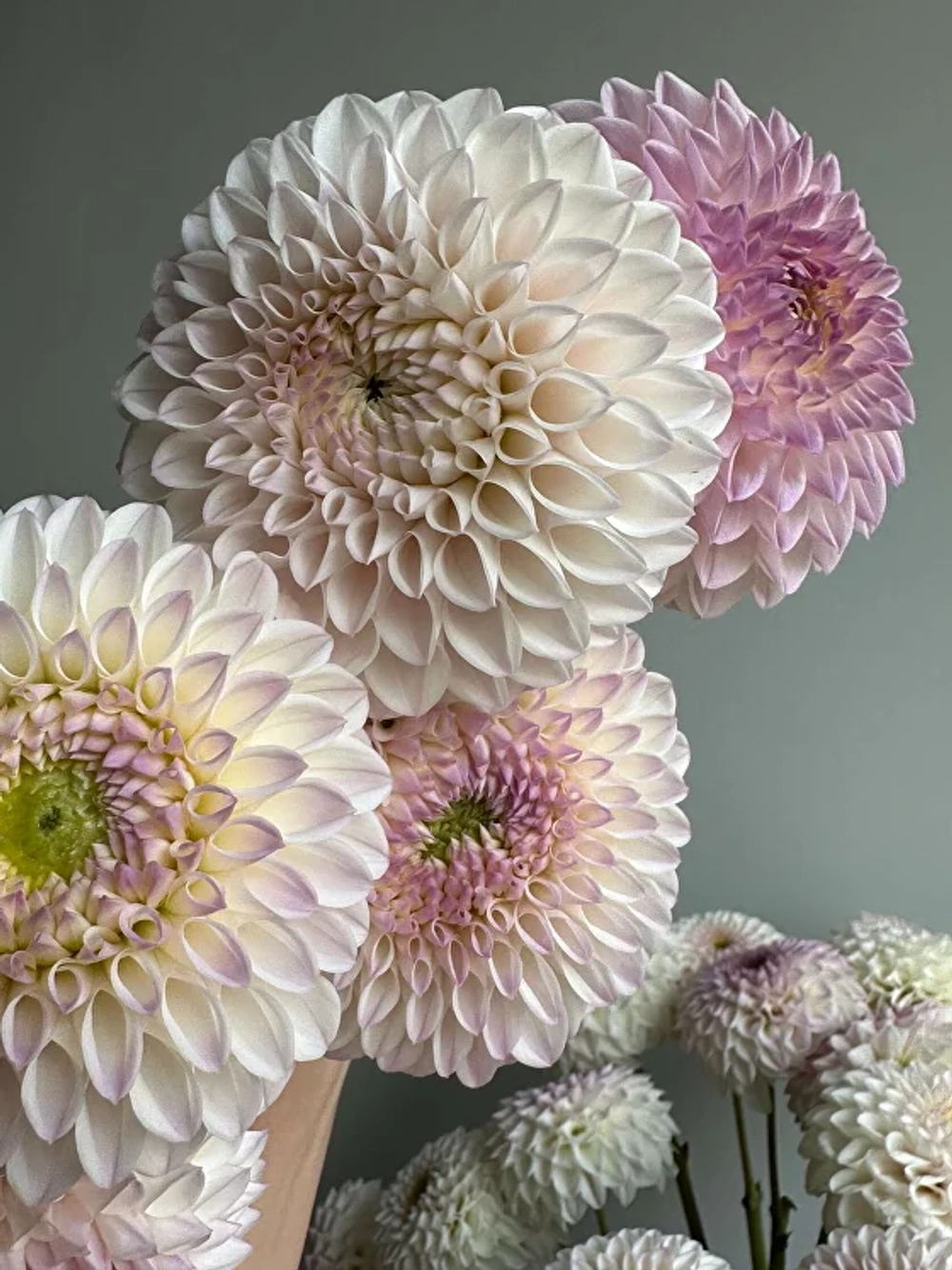 Георгин Pink Pearl (корень) Закупка М55 апрель 2026