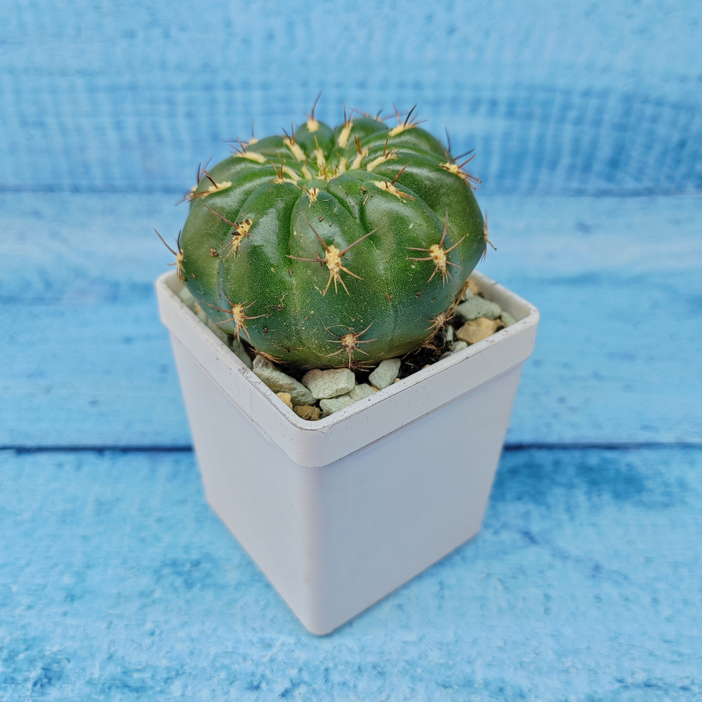 Matucana Polzii (Матукана)