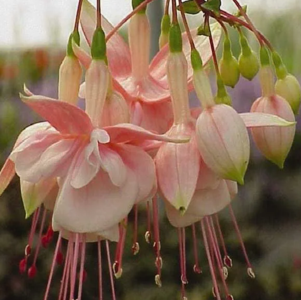 Евро Фуксия Trailing Southgate укоренный черенок ОКС