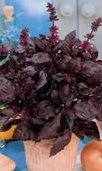 Семена Базилик Бархатная ночь фиолетовый 0,25гр (УД) Е/П