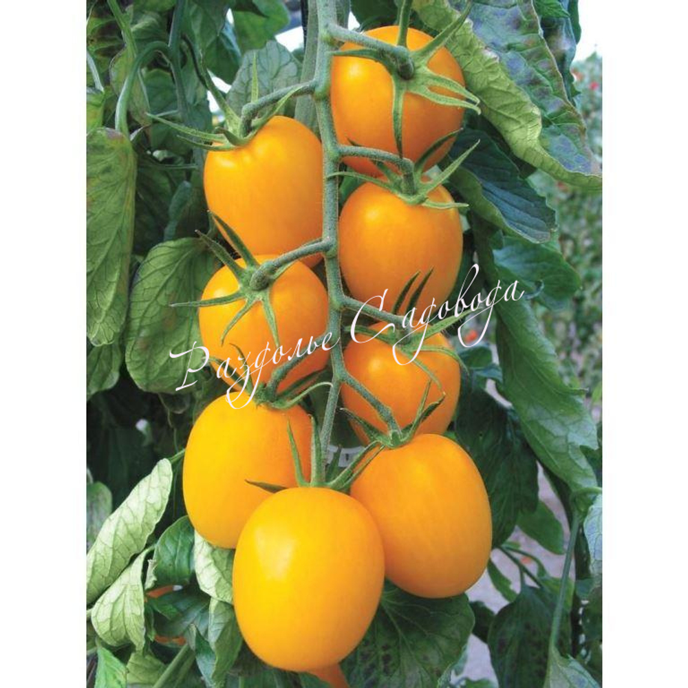 Томат индетерменантный Золотое руно
