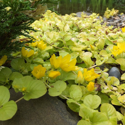 Вербейник (Lysimachia) nummularia Aurea