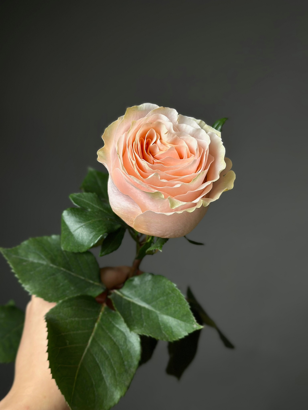 Розы поштучно «Princess crown» (Эквадор)