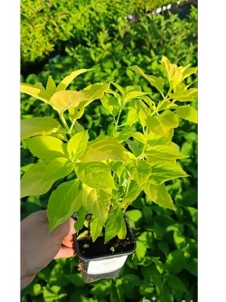 Гортензия метельчатая Санлайт ('Sunlight' )