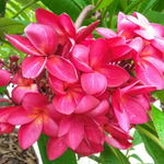 Плюмерия RED SIAM
