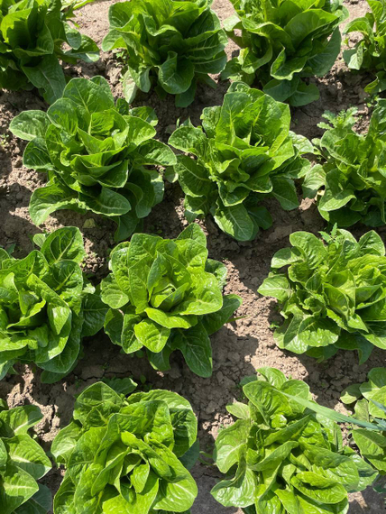 Кеона семена салата ромэн Rijk Zwaan-Райк Цваан отзывы – фото 5