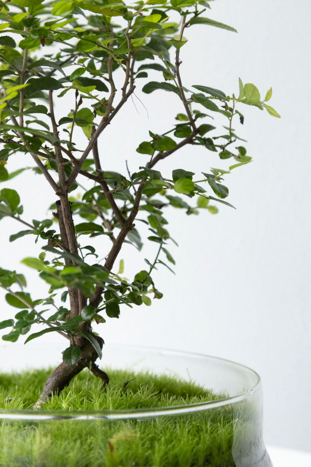 Экосистема Shell