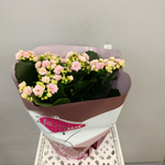 Каланхое каландива