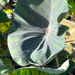 Колоказия BLUE SUBMARINE