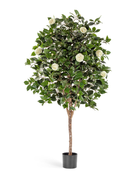 Камелия Вайн кремовая 170 см