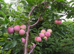 Слива Мисс Хабаровск