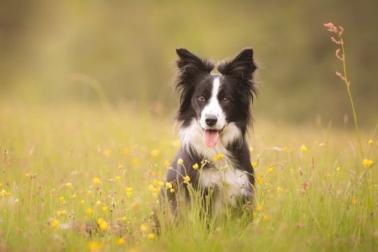 Почему собаки едят траву?