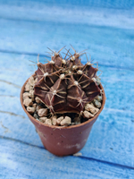 Gymnocalycium Friedrichii (Гимнокалициум)