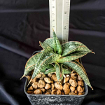 Сансевиерия TARANTURA