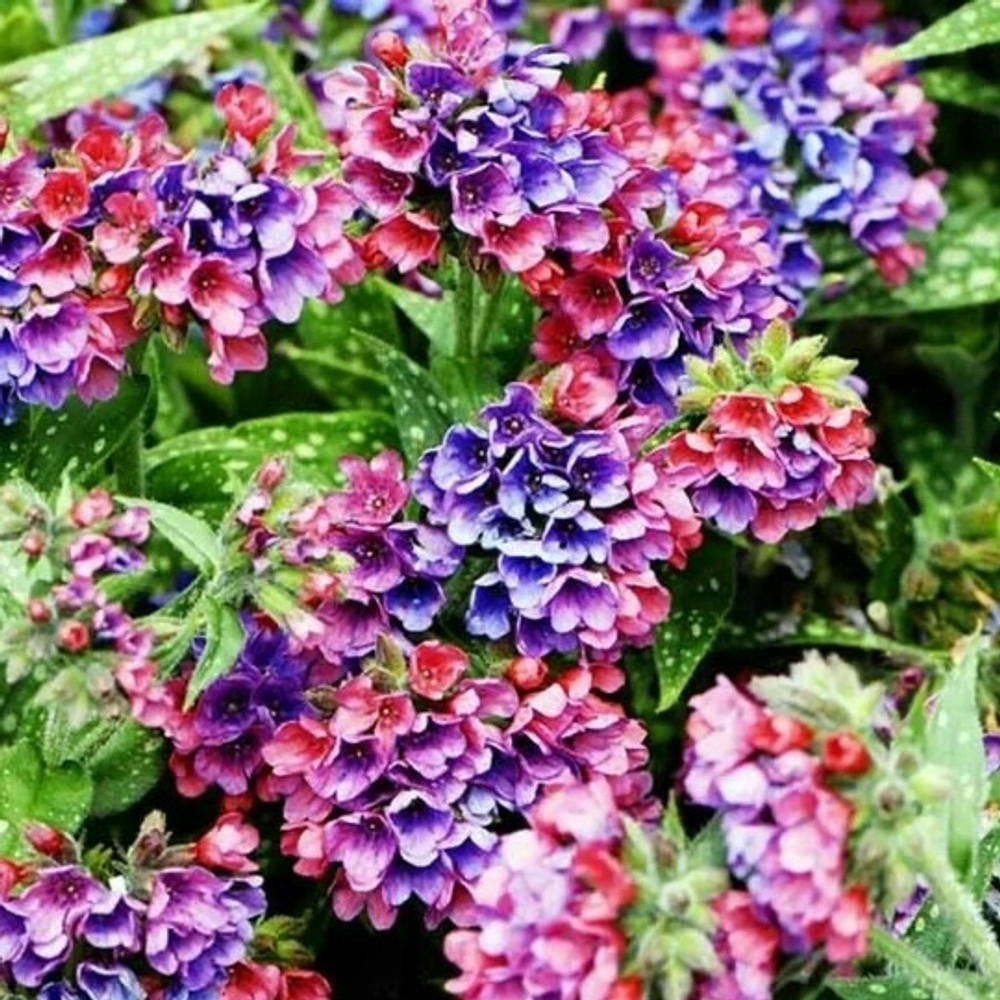 Медуница Respberry Splash (Гибридная )