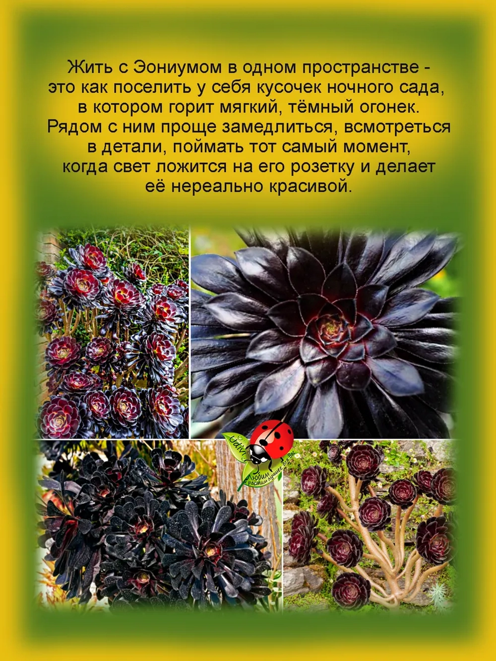 Эониум Шварцкопф чёрный