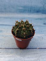 Gymnocalycium Friedrichii (Гимнокалициум)
