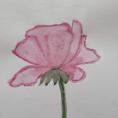 Прозрачный пиончик