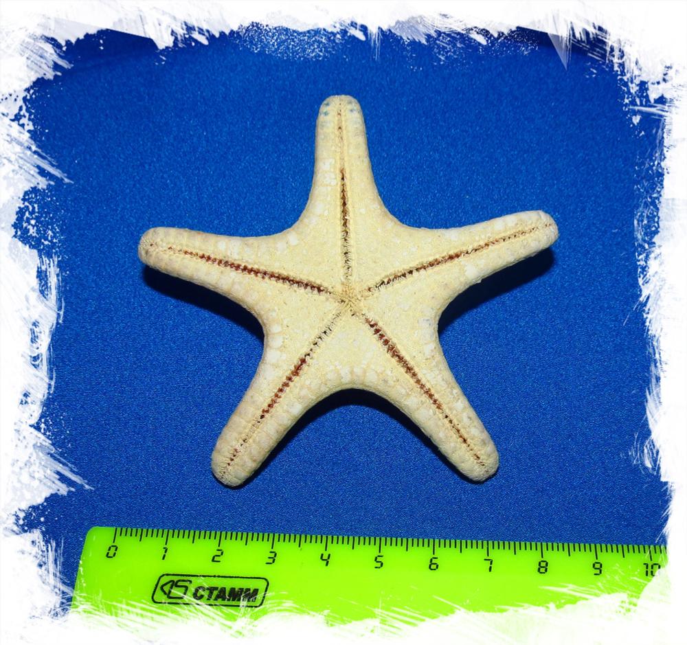 Натуральная морская звезда