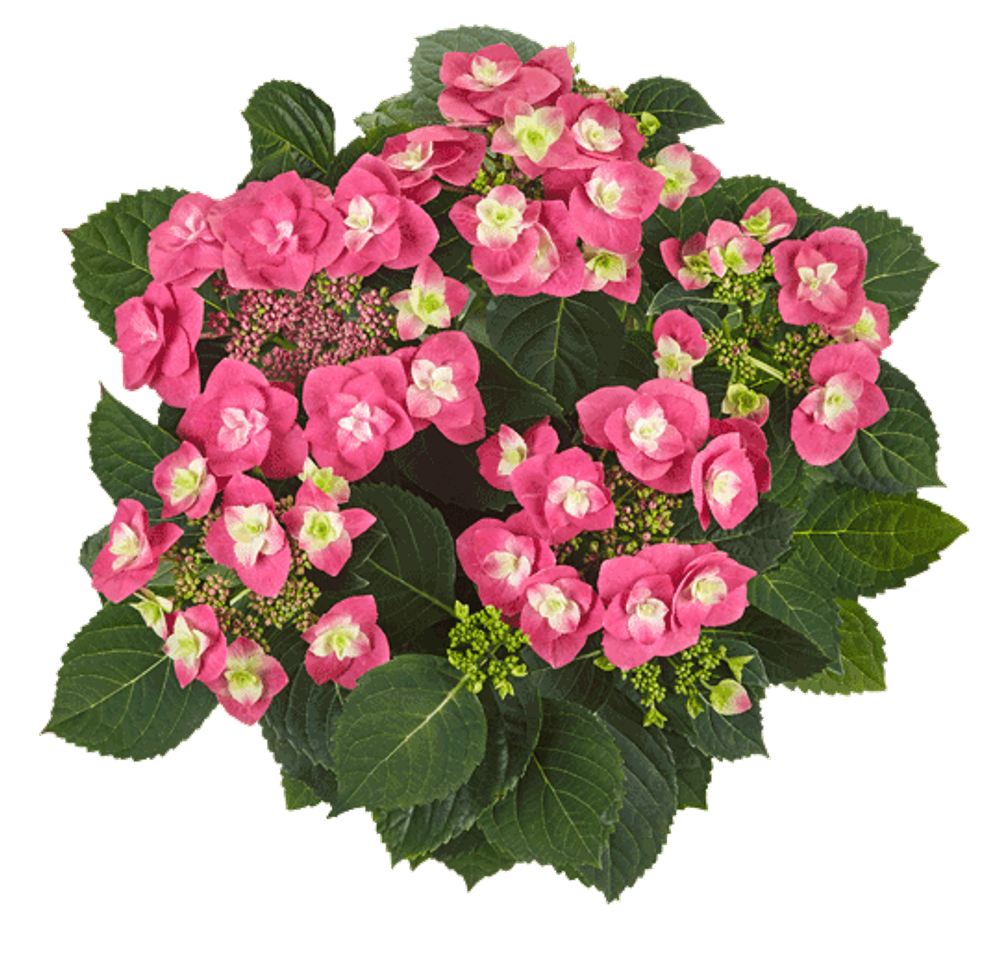 Флейм хот пинк ('Flame Hot Pink') р14 Европа весна 2026 г.