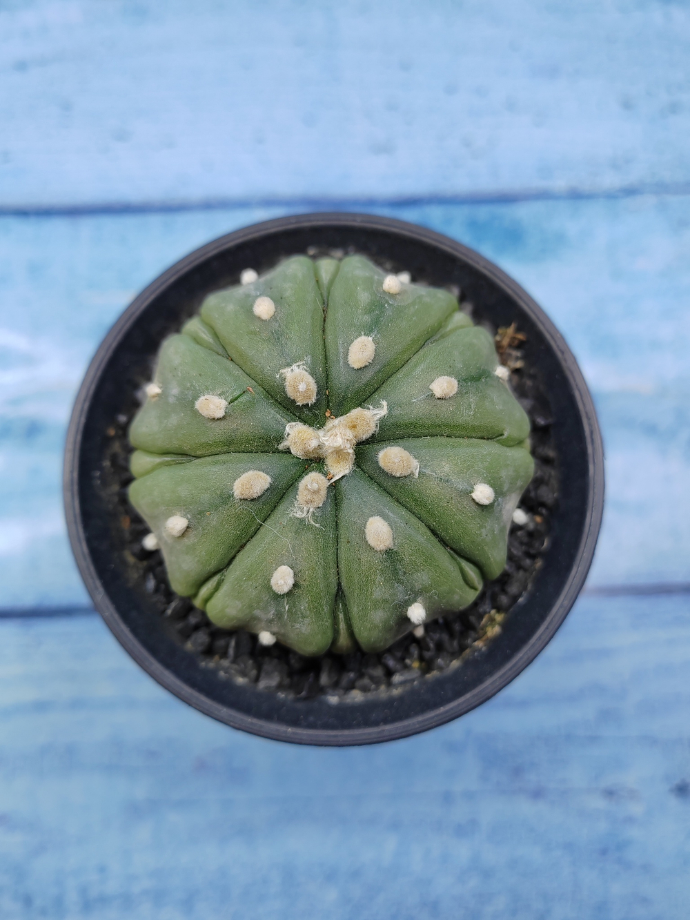 Astrophytum Asterias (Астрофитум)