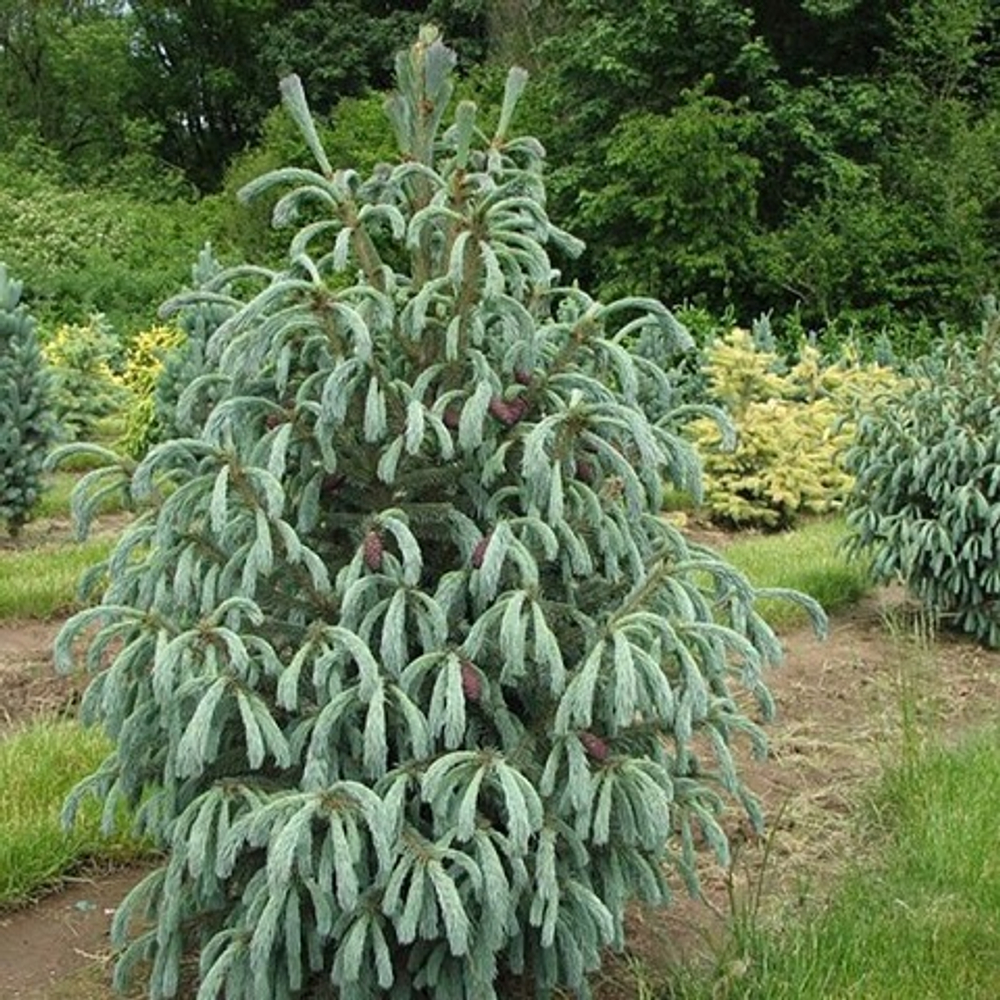 Ель Энгельмана Блю Софти