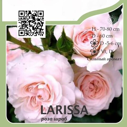 Роза шраб "Larissa"